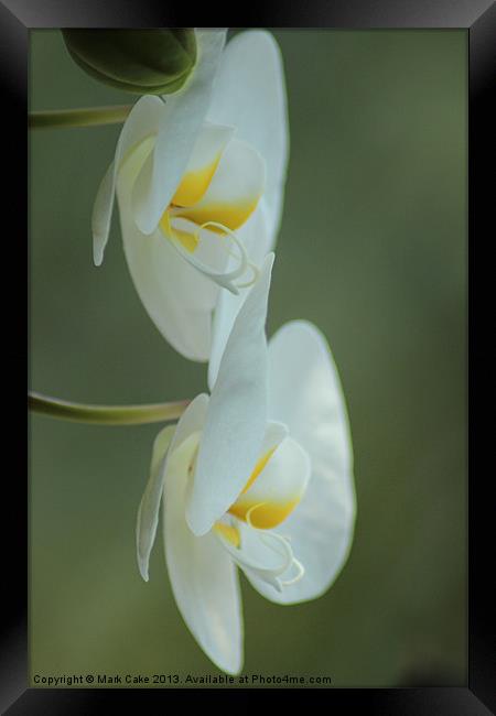 Twin white Orchid Framed Print by Mark Cake
