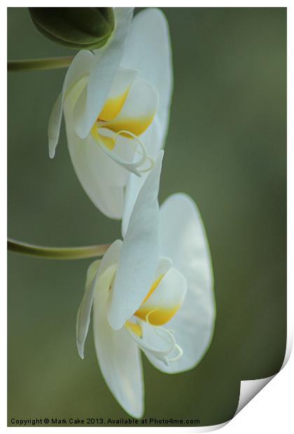 Twin white Orchid Print by Mark Cake