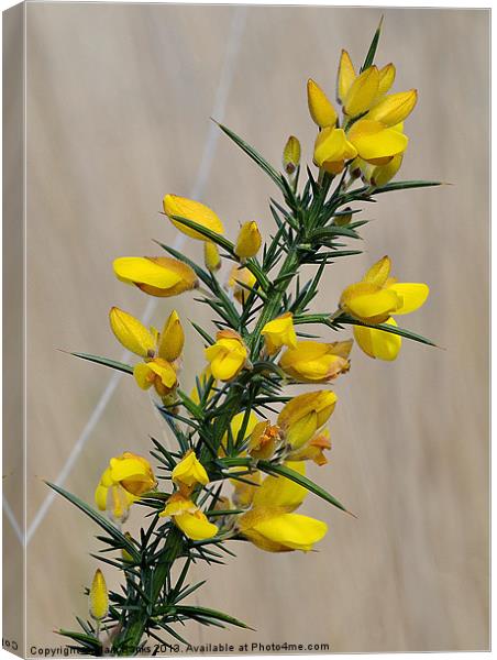 Gorse Flowers Canvas Print by Mark  F Banks