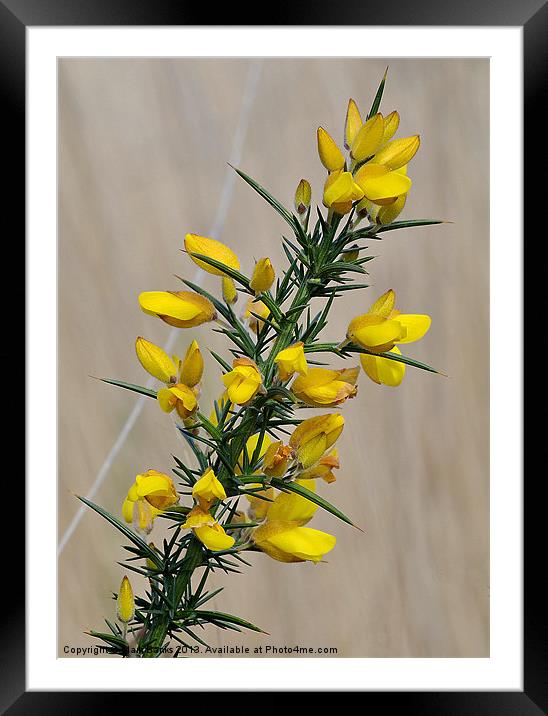 Gorse Flowers Framed Mounted Print by Mark  F Banks