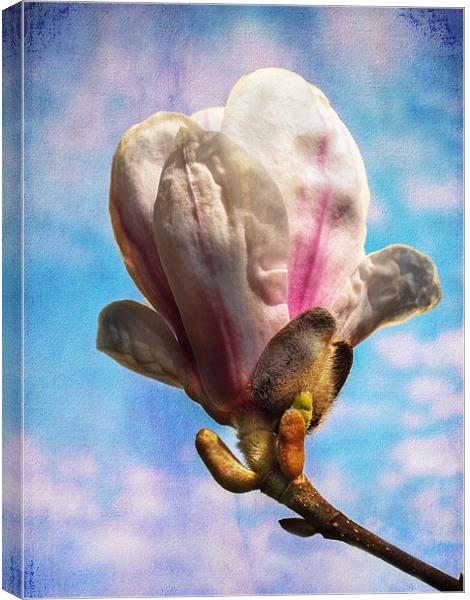 Magnolia Flower Canvas Print by Robert  Radford