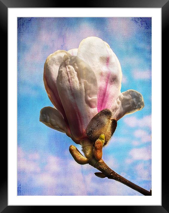 Magnolia Flower Framed Mounted Print by Robert  Radford
