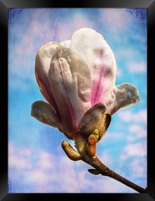 Magnolia Flower Framed Print by Robert  Radford