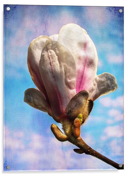 Magnolia Flower Acrylic by Robert  Radford