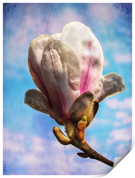 Magnolia Flower Print by Robert  Radford