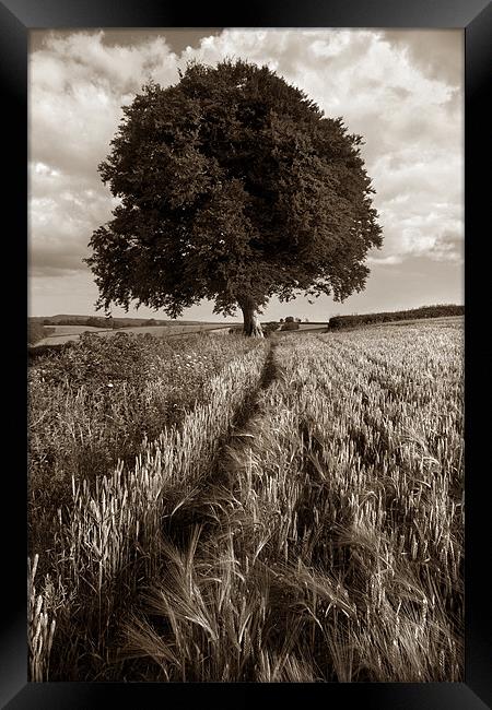 Barley Field & The Sentinel,Somerset Framed Print by Darren Galpin