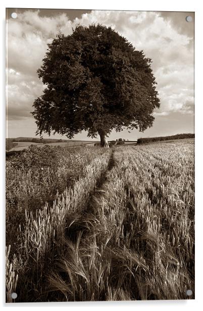 Barley Field & The Sentinel,Somerset Acrylic by Darren Galpin