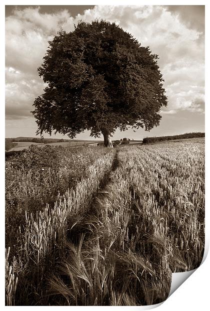Barley Field & The Sentinel,Somerset Print by Darren Galpin