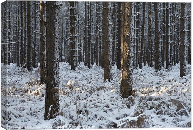 Snow, Thetford Forest, Norfolk, UK Canvas Print by Liam Grant