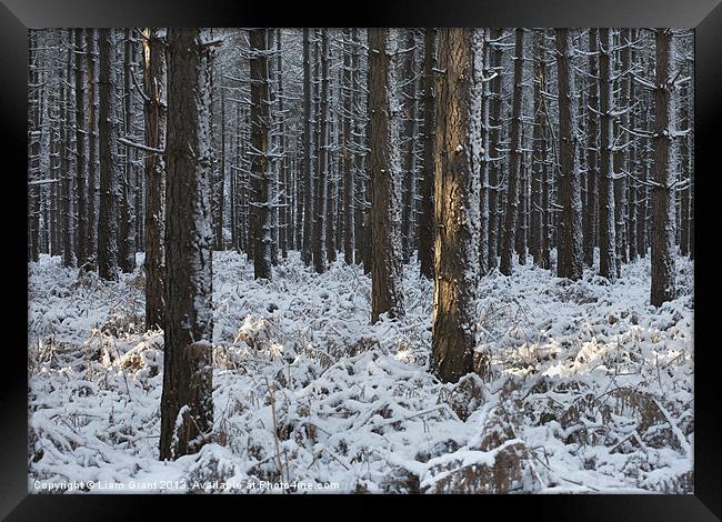Snow, Thetford Forest, Norfolk, UK Framed Print by Liam Grant