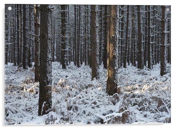 Snow, Thetford Forest, Norfolk, UK Acrylic by Liam Grant