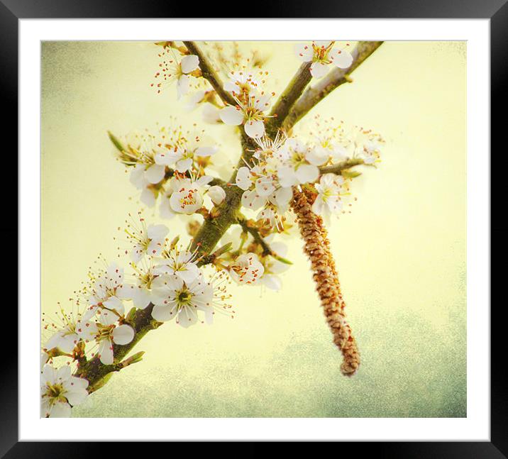 Blackthorn Blossom Framed Mounted Print by Dawn Cox