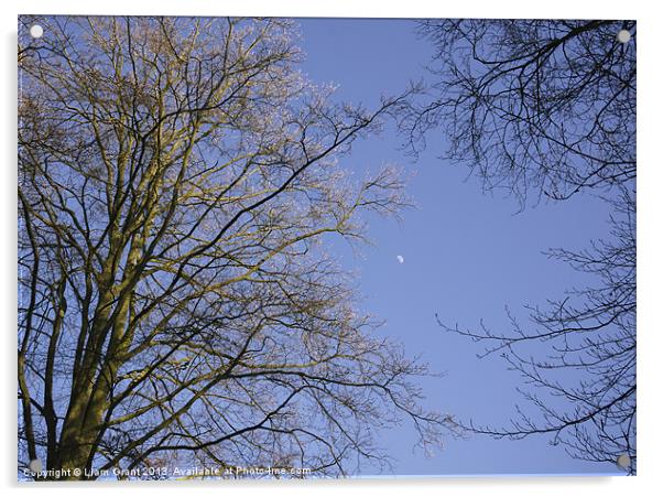 Moon in blue evening sky between Beech trees (Fagu Acrylic by Liam Grant