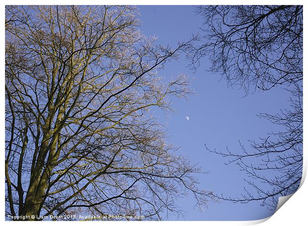 Moon in blue evening sky between Beech trees (Fagu Print by Liam Grant