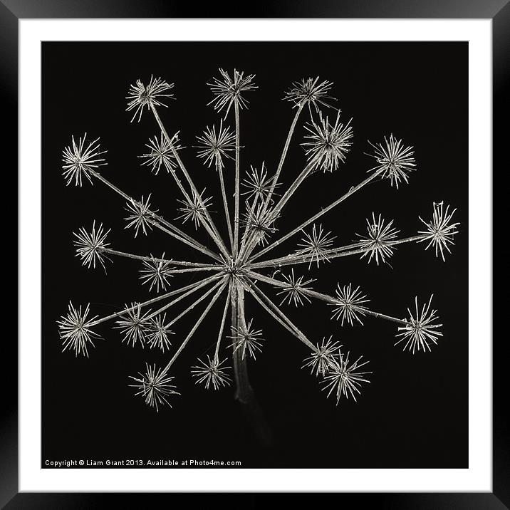 Project Decay. Hogweed (Heracleum sphondylium) Framed Mounted Print by Liam Grant