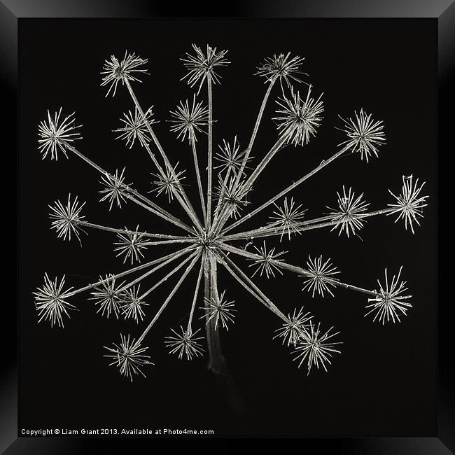 Project Decay. Hogweed (Heracleum sphondylium) Framed Print by Liam Grant