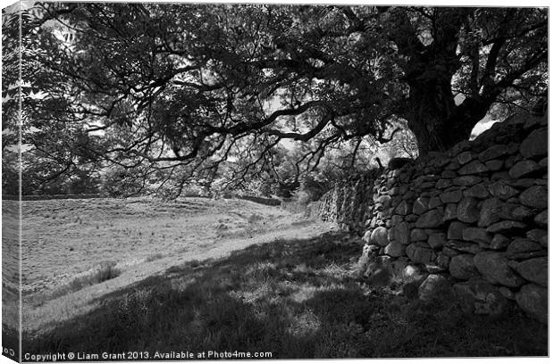 Common Ash tree over drystone wall. Canvas Print by Liam Grant
