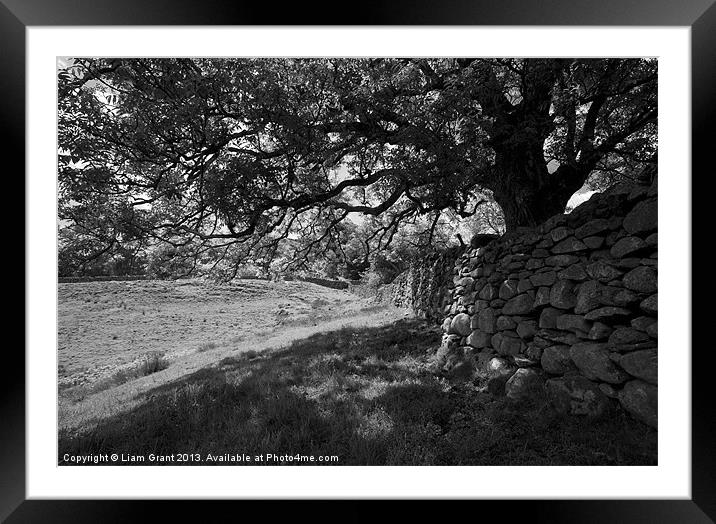 Common Ash tree over drystone wall. Framed Mounted Print by Liam Grant
