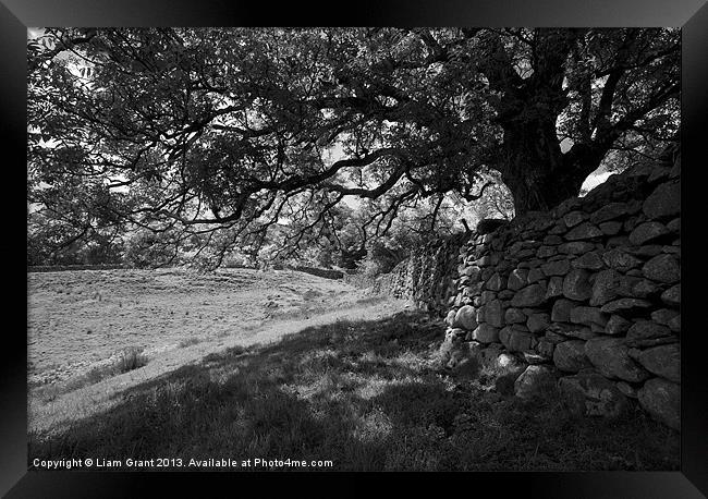Common Ash tree over drystone wall. Framed Print by Liam Grant