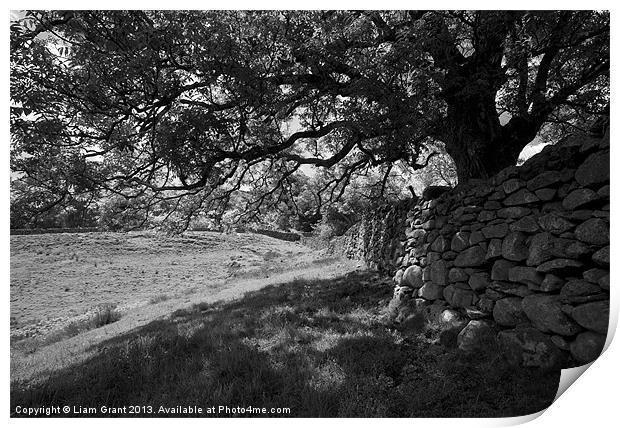 Common Ash tree over drystone wall. Print by Liam Grant