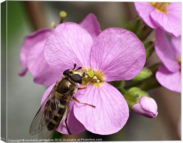Hover fly Lunch Time Canvas Print by michelle whitebrook