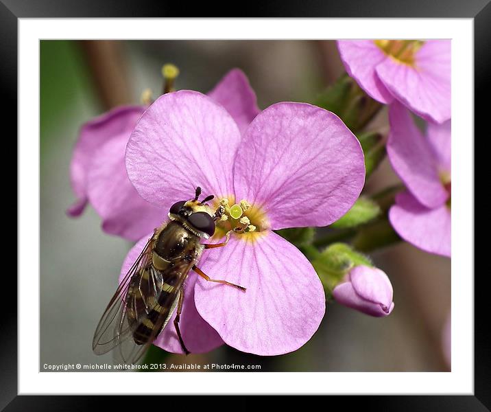 Hover fly Lunch Time Framed Mounted Print by michelle whitebrook
