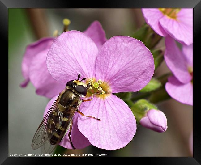 Hover fly Lunch Time Framed Print by michelle whitebrook