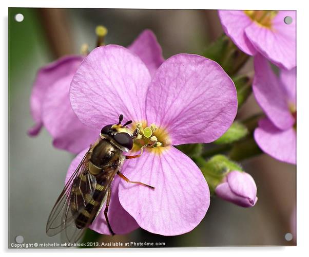 Hover fly Lunch Time Acrylic by michelle whitebrook