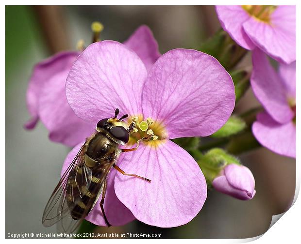 Hover fly Lunch Time Print by michelle whitebrook