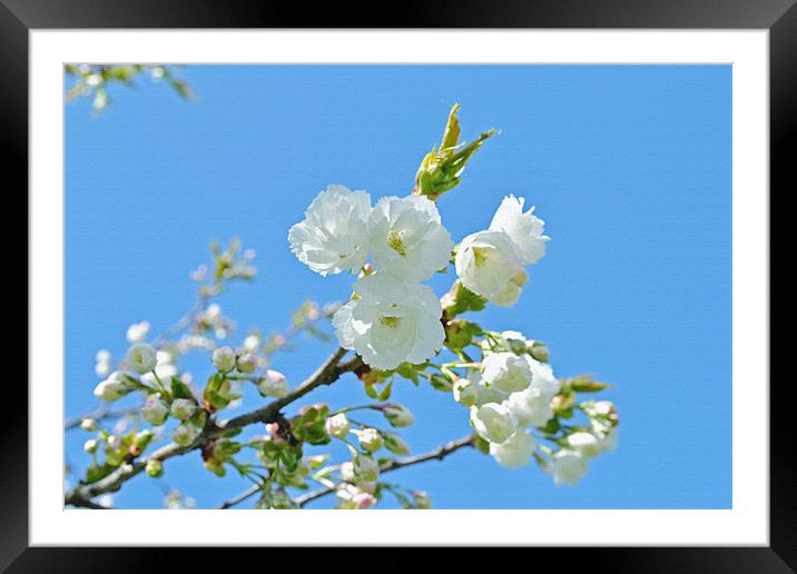 Cherry Blossoms and the blue sky. Framed Mounted Print by Nadeesha Jayamanne