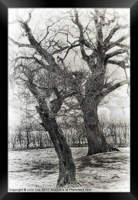 Black and White Trees Framed Print by Julie Coe