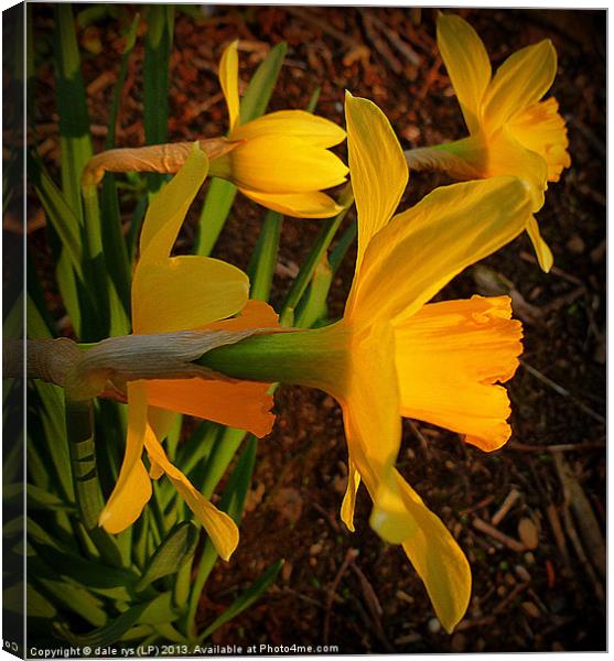 daffs in the wild Canvas Print by dale rys (LP)