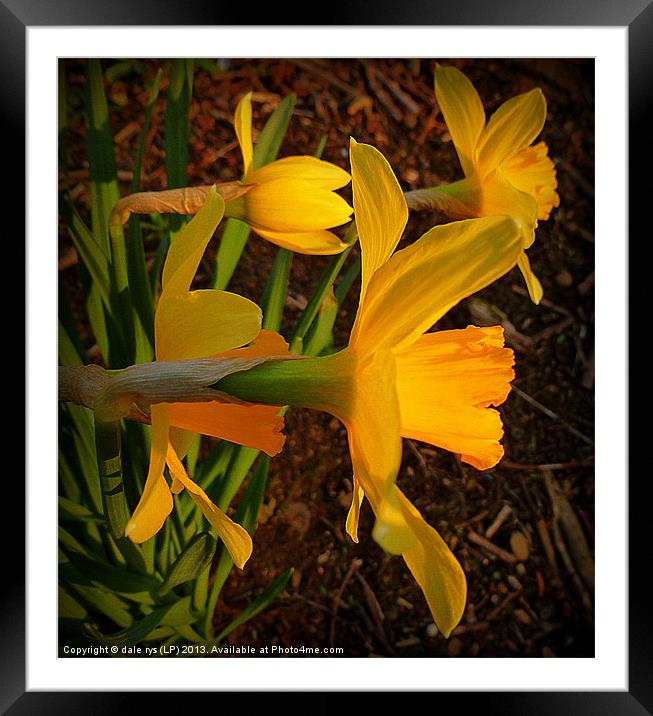 daffs in the wild Framed Mounted Print by dale rys (LP)