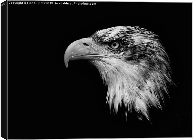 Bald Eagle Canvas Print by Fiona Brims