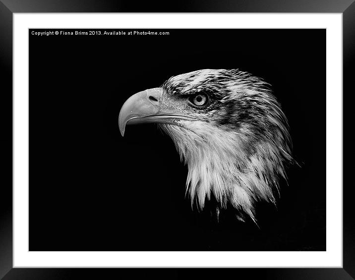 Bald Eagle Framed Mounted Print by Fiona Brims