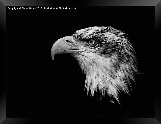 Bald Eagle Framed Print by Fiona Brims