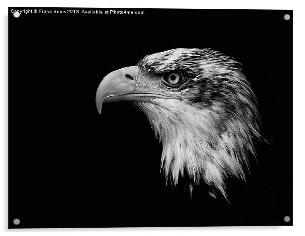 Bald Eagle Acrylic by Fiona Brims