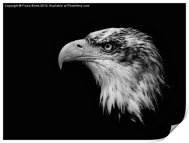 Bald Eagle Print by Fiona Brims