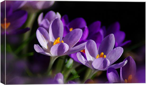Purple Crocus Flowers In Sun Canvas Print by Jacqi  Elmslie