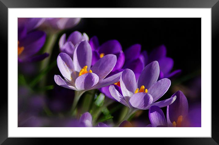 Purple Crocus Flowers In Sun Framed Mounted Print by Jacqi  Elmslie