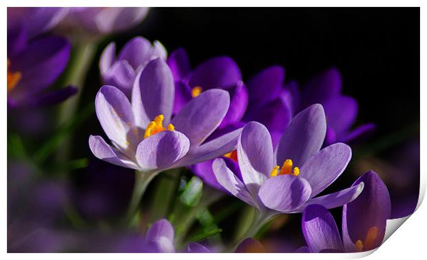Purple Crocus Flowers In Sun Print by Jacqi  Elmslie