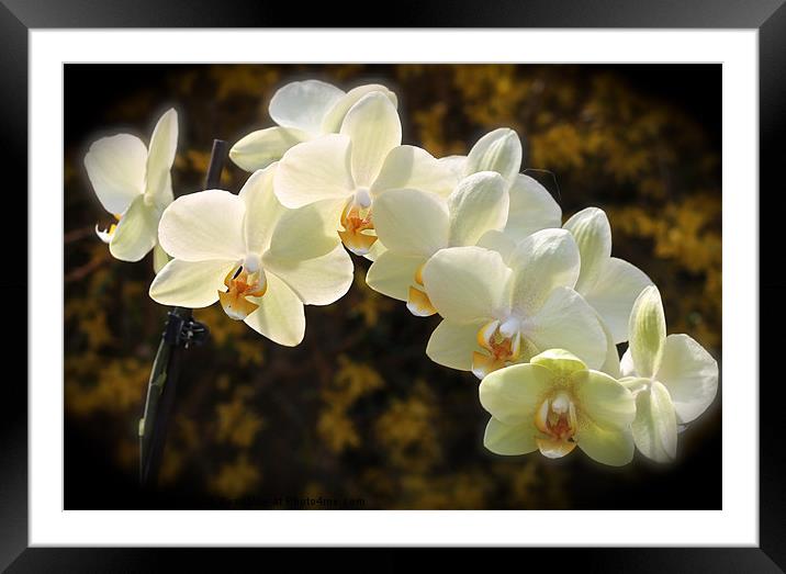 sunlight on orchids Framed Mounted Print by karen grist