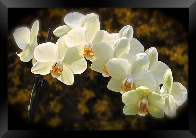 sunlight on orchids Framed Print by karen grist
