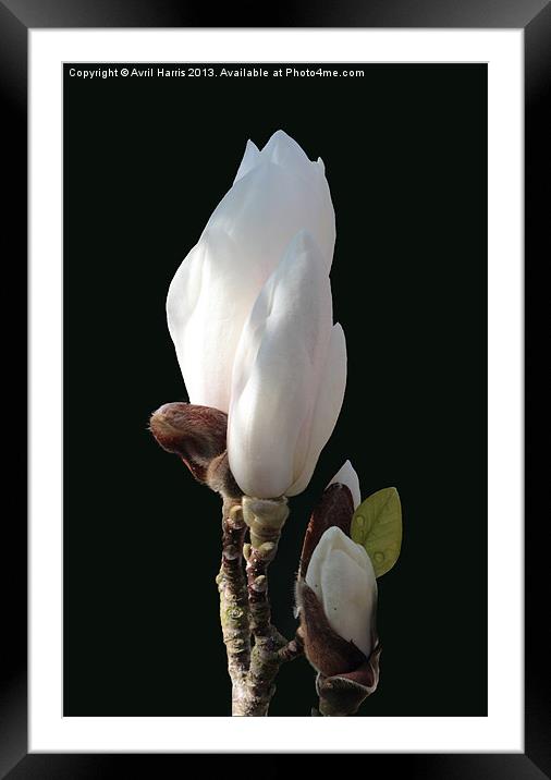 Budding magnolia Framed Mounted Print by Avril Harris