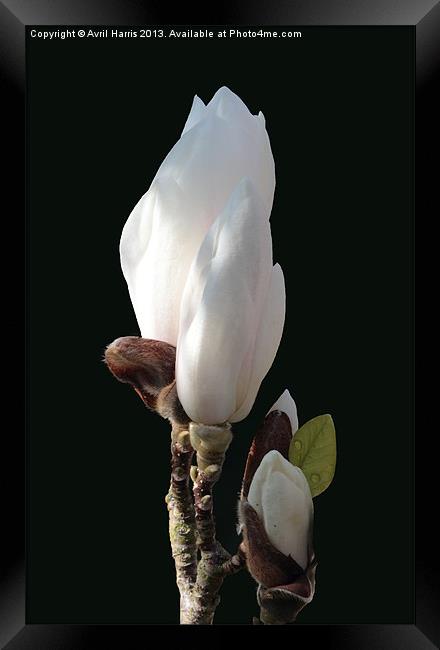 Budding magnolia Framed Print by Avril Harris