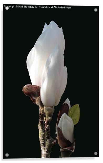 Budding magnolia Acrylic by Avril Harris