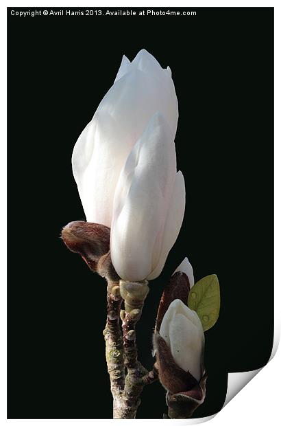 Budding magnolia Print by Avril Harris