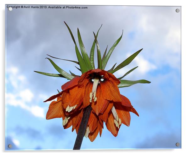 Fritillaria Acrylic by Avril Harris