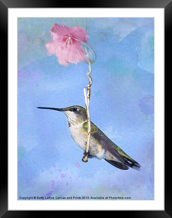 Hummingbirds Like to Swing Framed Mounted Print by Betty LaRue