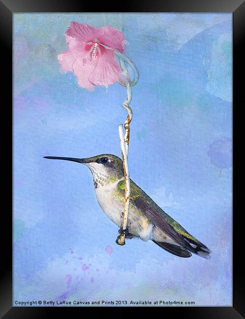 Hummingbirds Like to Swing Framed Print by Betty LaRue